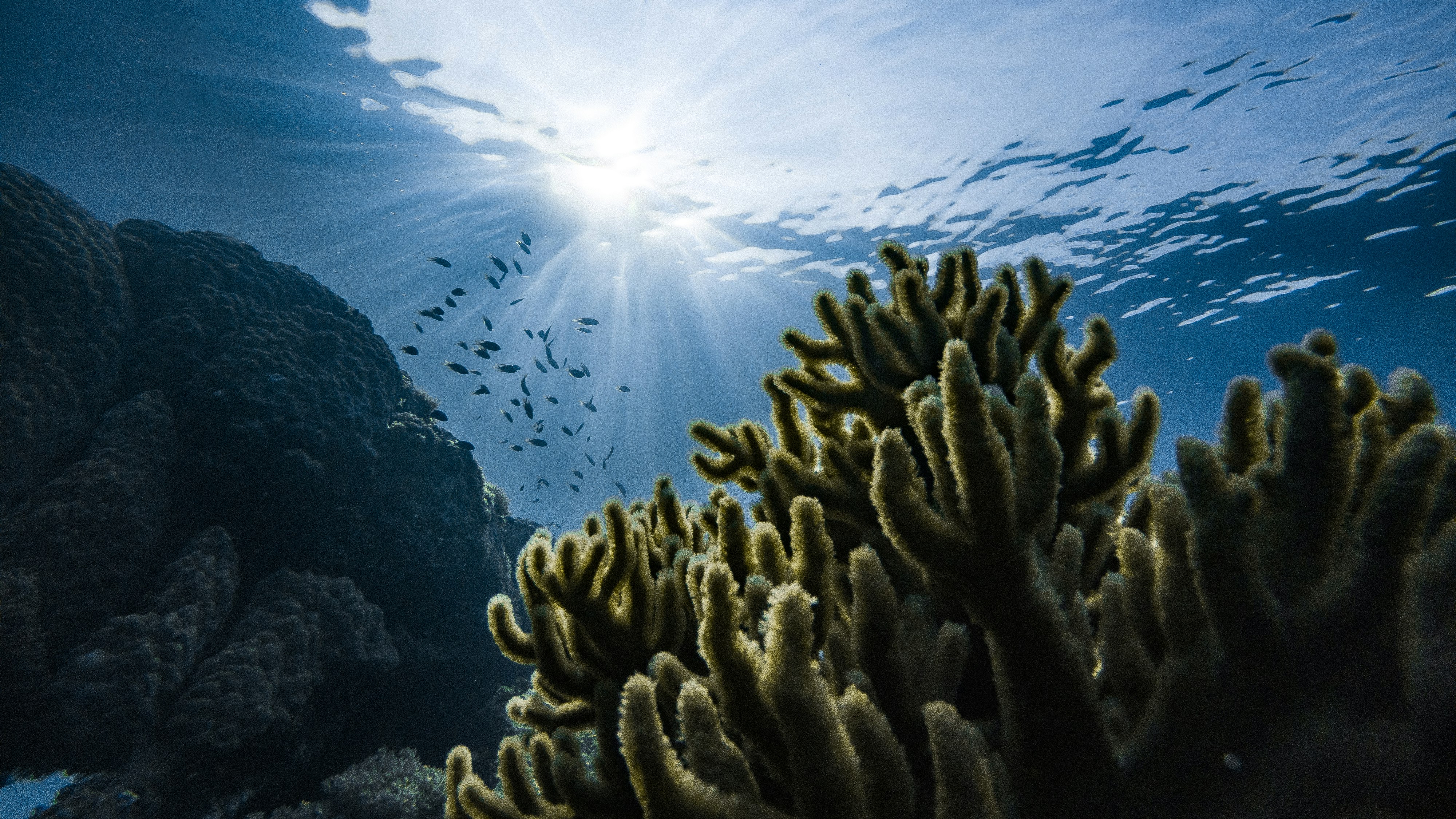 Marine scientist deploying sensor in turquoise water